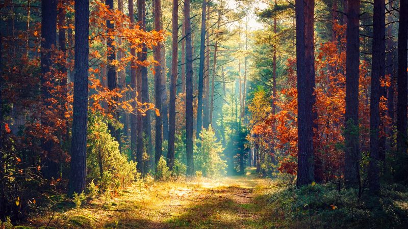 light in forest