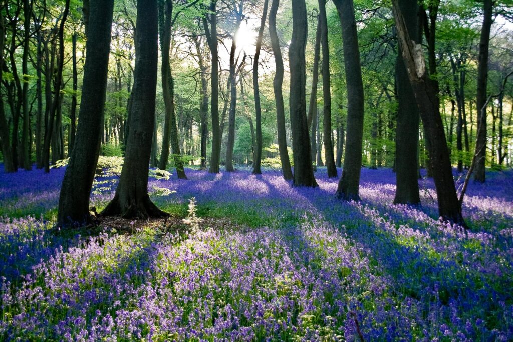 Nature